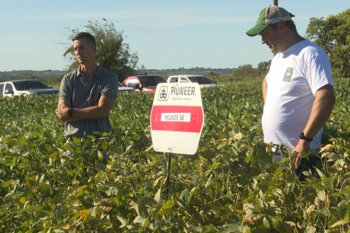 Recorrida Sojera Pioneer en Establ. San Alfonso en Colonia Ensayo, Entre Ríos