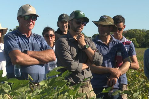 Recorrida Sojera Pioneer en Establ. San Alfonso en Colonia Ensayo, Entre Ríos