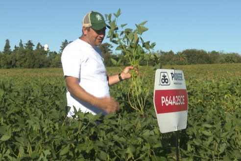 Recorrida Sojera Pioneer en Establ. San Alfonso en Colonia Ensayo, Entre Ríos