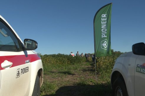 Recorrida Sojera Pioneer en Establ. San Alfonso en Colonia Ensayo, Entre Ríos