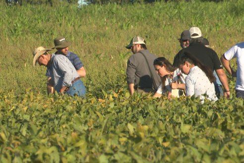 Recorrida Sojera Pioneer en Establ. San Alfonso en Colonia Ensayo, Entre Ríos