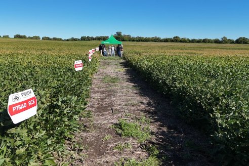 Recorrida Sojera Pioneer en Establ. San Alfonso en Colonia Ensayo, Entre Ríos