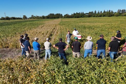 Recorrida Sojera Pioneer en Establ. San Alfonso en Colonia Ensayo, Entre Ríos