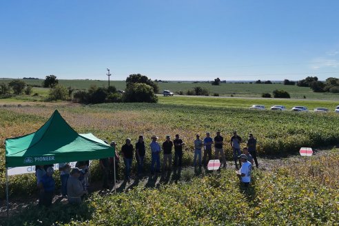 Recorrida Sojera Pioneer en Establ. San Alfonso en Colonia Ensayo, Entre Ríos