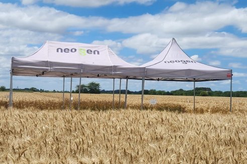 Estrategia triguera en Año "Niño": Genetica y sanidad para licuar costos y maximizar la rentabilidad