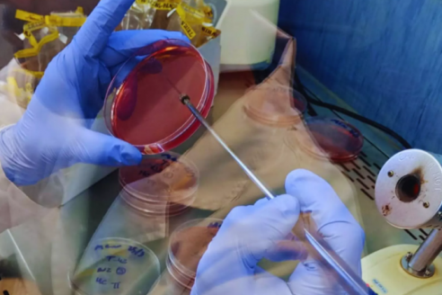 Entre Ríos suma calidad de análisis para su cadena avícola