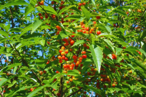 Evalúan semillas nativas para restaurar ambientes complejos