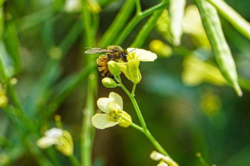 Lanzan una "calculadora" de huella de carbono para cultivos de colza y carinata