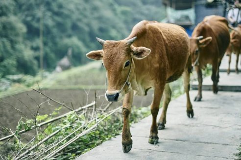 En China sacrifican animales tras un severo brote de aftosa