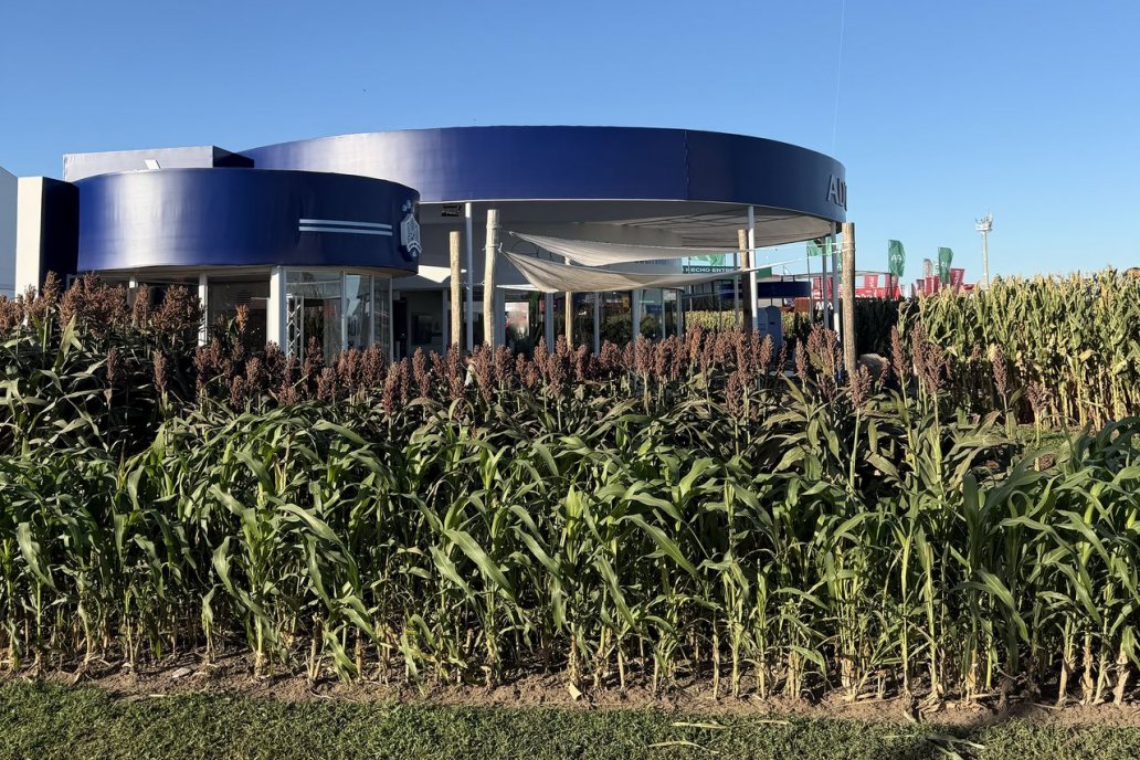 Descubren cómo evitar pérdidas millonarias en sorgo por el brotado