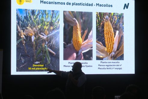 Jornada Técnica CAMPO LIDER NIDERA - AGRINSUR SRL   Gilbert, Entre Ríos