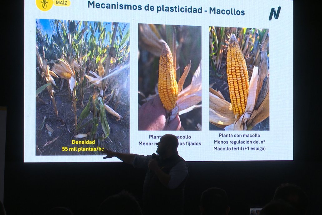 Jornada Técnica CAMPO LIDER NIDERA - AGRINSUR SRL   Gilbert, Entre Ríos