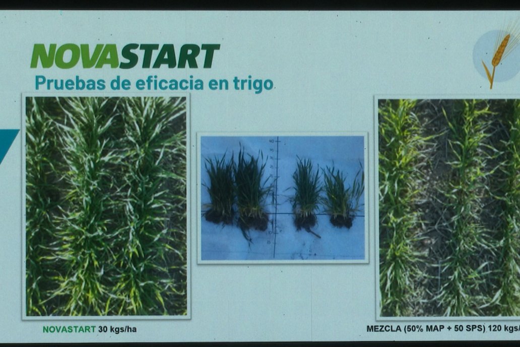 Jornada Técnica CAMPO LIDER NIDERA - AGRINSUR SRL   Gilbert, Entre Ríos