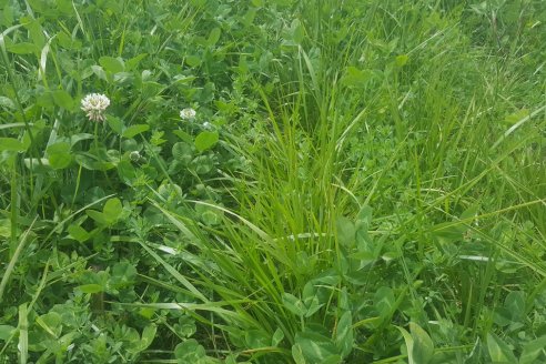 Contaron 237 plantas tóxicas que afectan al ganado, y con atenuantes, sumaron a la fescuca