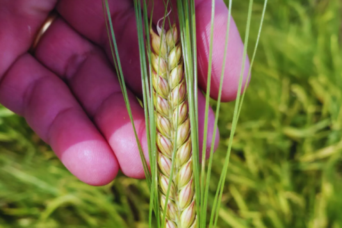 Beatriz es el nombre de un nuevo cultivar que ofrece buen rinde para grano o silaje