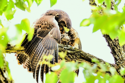 Las aves rapaces como un alivio frente a los ataques de loros