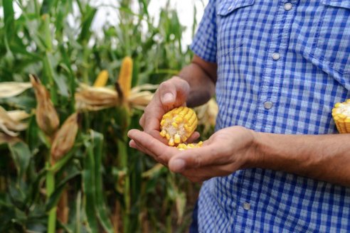 La especialización en maíz que siembra resultados