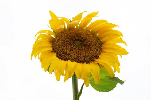 Abren un registro para exportar girasol con destino a China