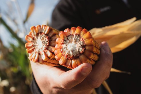 Agronomía, la base para tomar decisiones integrales en maíz