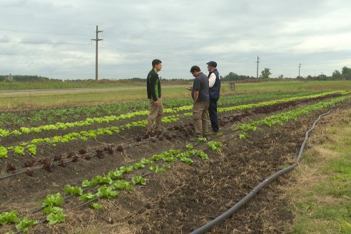 Matias Güttlein - Horticultor - Pasion y profesionalismo en función de lograr verduras de calidad