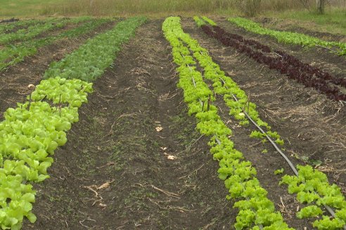 Matias Güttlein - Horticultor - Pasion y profesionalismo en función de lograr verduras de calidad