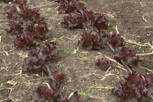 Matias Güttlein - Horticultor - Pasion y profesionalismo en función de lograr verduras de calidad