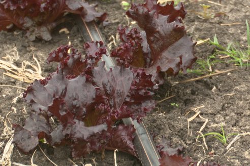Matias Güttlein - Horticultor - Pasion y profesionalismo en función de lograr verduras de calidad