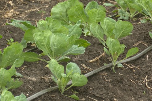 Matias Güttlein - Horticultor - Pasion y profesionalismo en función de lograr verduras de calidad