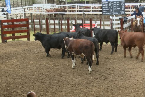 Postales del Remate Anual 56 Aniversario de Etchevehere Rural en Feria Maria Dolores, Ramirez.