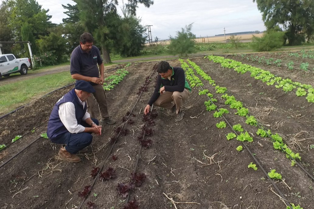 Matias Güttlein - Horticultor - Pasion y profesionalismo en función de lograr verduras de calidad