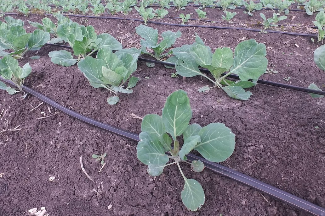 Matias Güttlein - Horticultor - Pasion y profesionalismo en función de lograr verduras de calidad