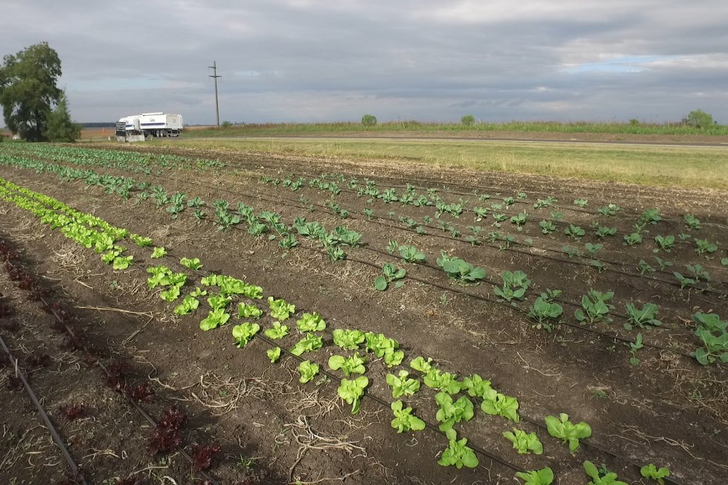 Matias Güttlein - Horticultor - Pasion y profesionalismo en función de lograr verduras de calidad