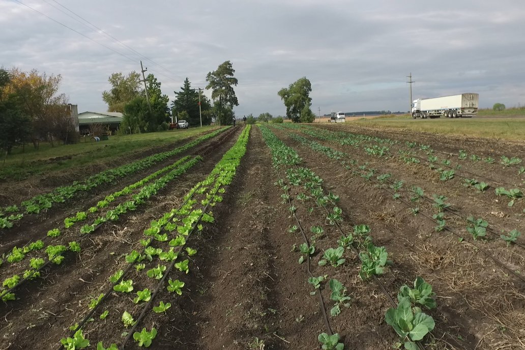 Matias Güttlein - Horticultor - Pasion y profesionalismo en función de lograr verduras de calidad