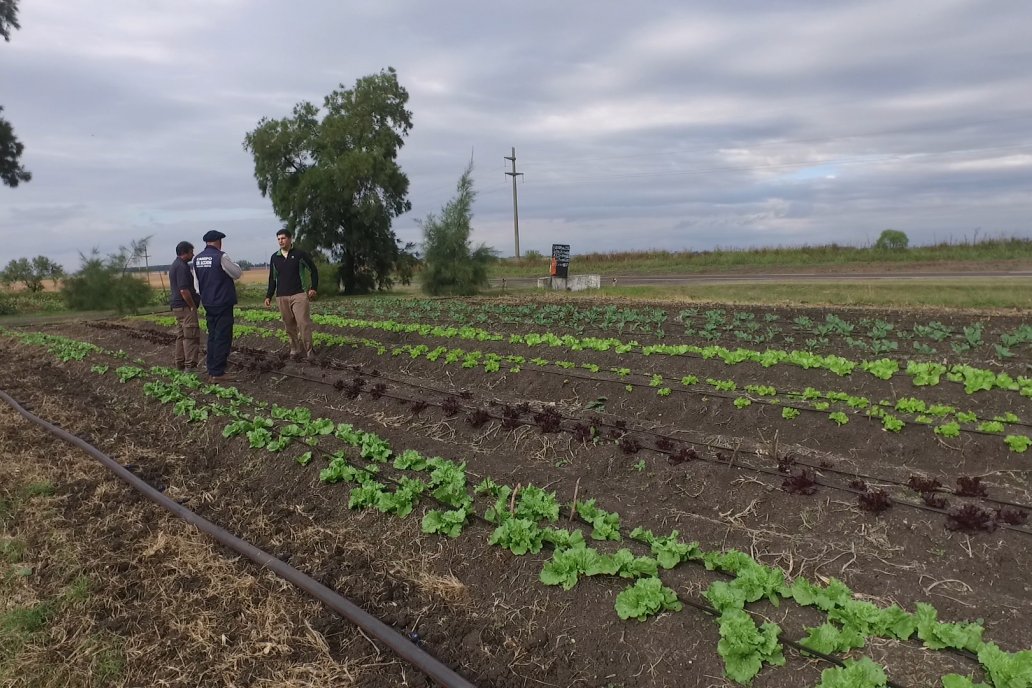 Matias Güttlein - Horticultor - Pasion y profesionalismo en función de lograr verduras de calidad