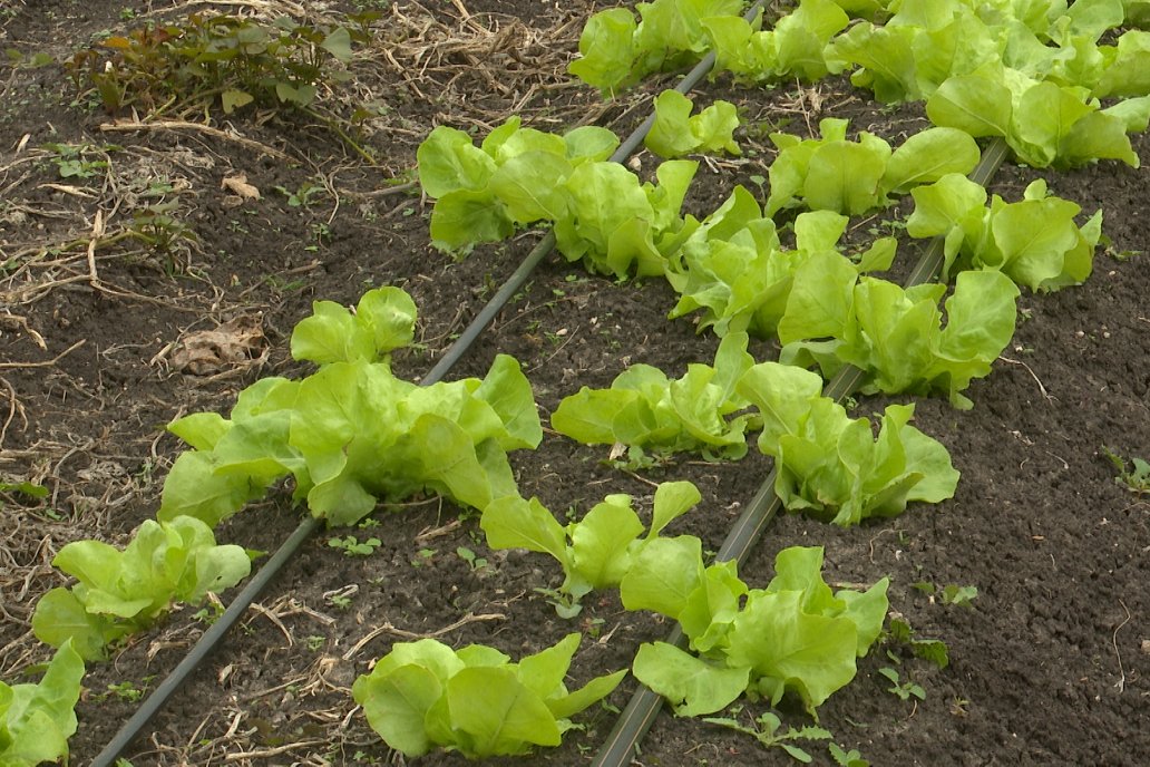 Matias Güttlein - Horticultor - Pasion y profesionalismo en función de lograr verduras de calidad