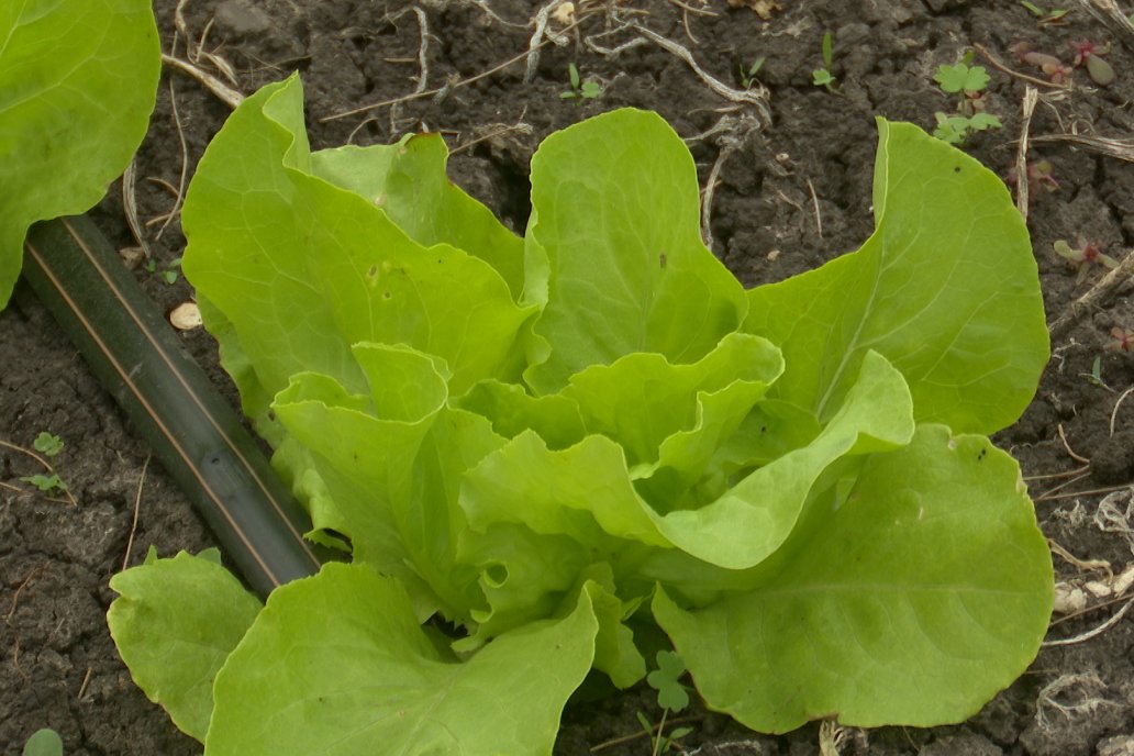Matias Güttlein - Horticultor - Pasion y profesionalismo en función de lograr verduras de calidad