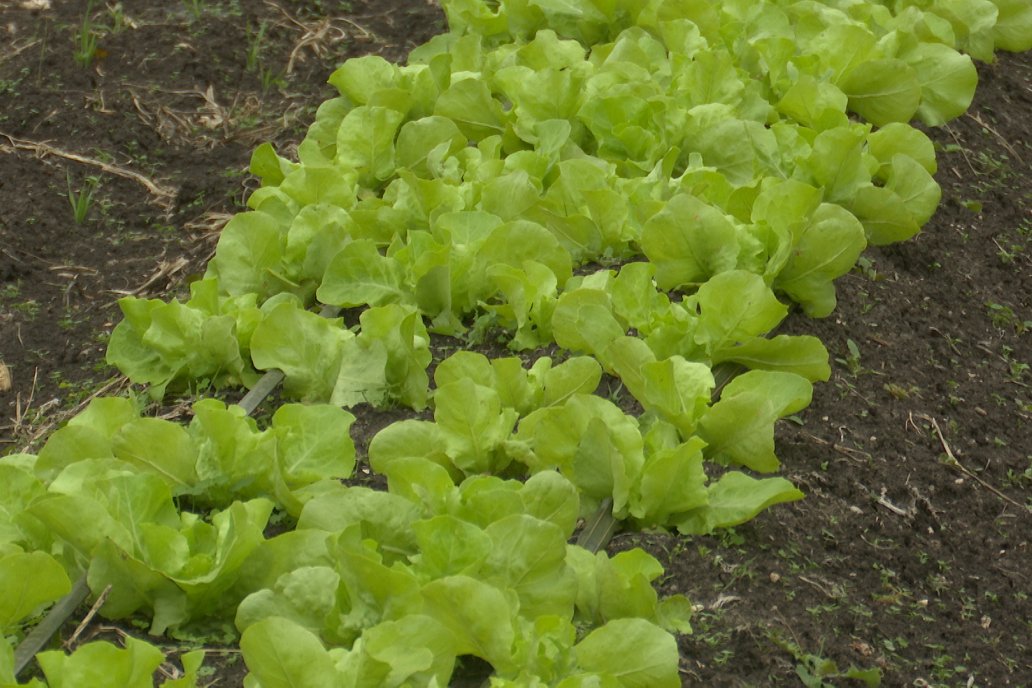 Matias Güttlein - Horticultor - Pasion y profesionalismo en función de lograr verduras de calidad