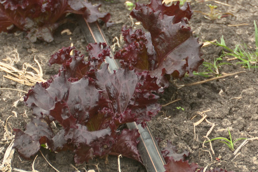 Matias Güttlein - Horticultor - Pasion y profesionalismo en función de lograr verduras de calidad