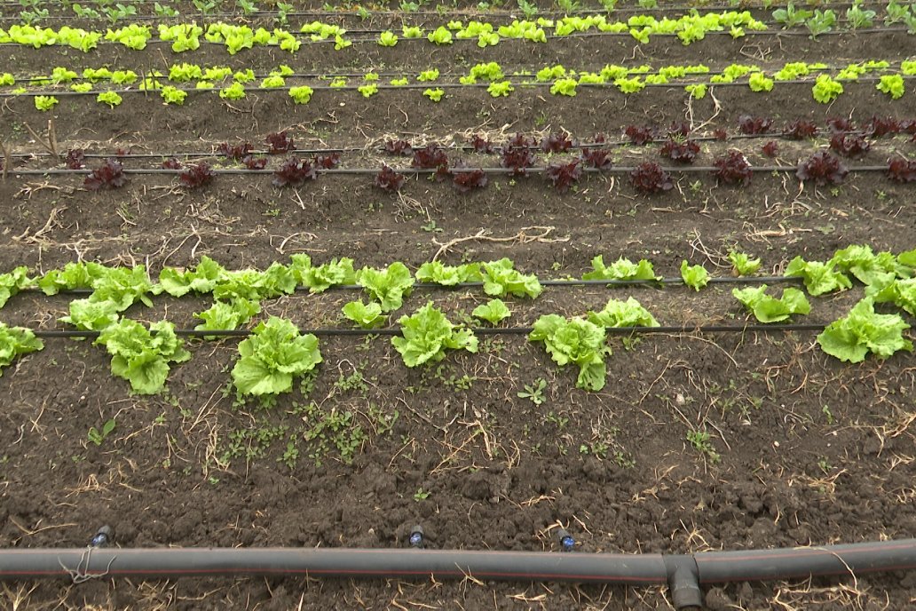 Matias Güttlein - Horticultor - Pasion y profesionalismo en función de lograr verduras de calidad