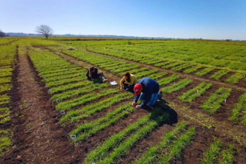 El mercado forrajero suma tres nuevas variedades de raigrás