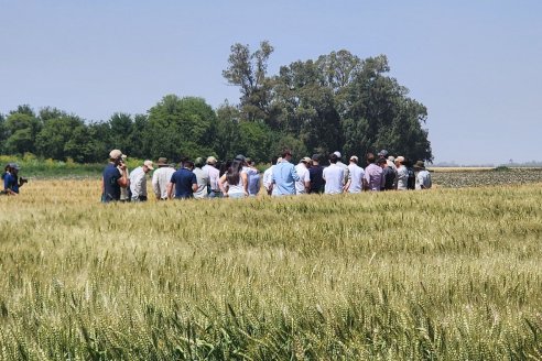 La caída de la siembra de trigo rondará las 500.000 hectáreas