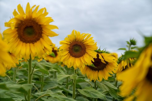 El crecimiento del cultivo impulsa una nueva edición del congreso que busca marcar agenda