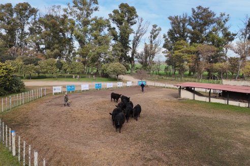 Establ. Don Andrés: Previa al 12° Remate Anual Angus de Calderón