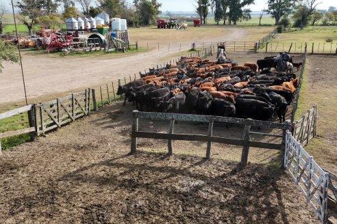 Establ. Don Andrés: Previa al 12° Remate Anual Angus de Calderón