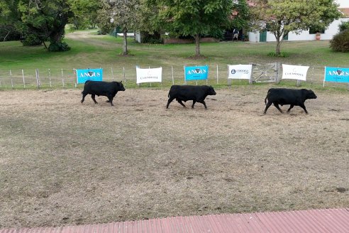 Establ. Don Andrés: Previa al 12° Remate Anual Angus de Calderón