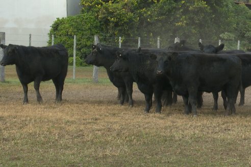 Establ. Don Andrés: Previa al 12° Remate Anual Angus de Calderón