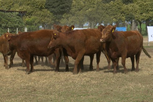 Establ. Don Andrés: Previa al 12° Remate Anual Angus de Calderón