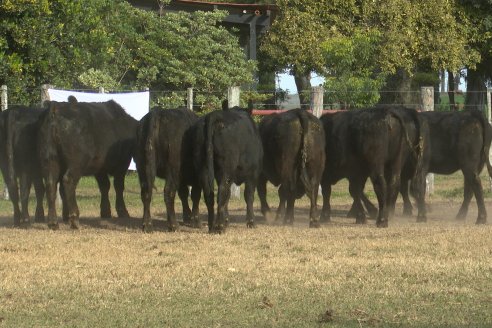 Establ. Don Andrés: Previa al 12° Remate Anual Angus de Calderón