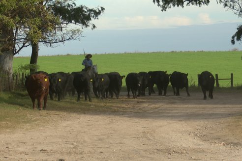 Establ. Don Andrés: Previa al 12° Remate Anual Angus de Calderón