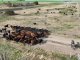 Ya se viene el 12º Remate Anual de Coembotá Angus, de Calderón